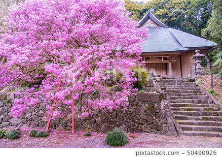 [Shizuoka Prefecture Fujinomiya City] Murayama Asama Shrine 50490926