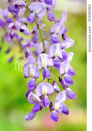 富士寶的美麗 50490962