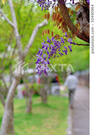 紫藤花盛開 紫藤花盛開 50490964
