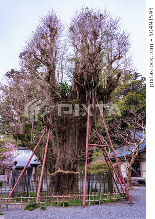 [Shizuoka Prefecture Fujinomiya City] Ooyu in Murayama Asama Shrine 50491593