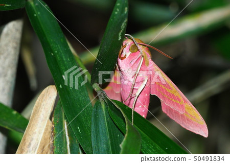 Venetian moth (insect) Venetian moth (insect) 50491834