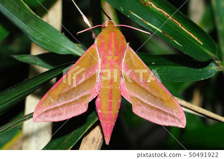 Venetian moth (insect) 50491922