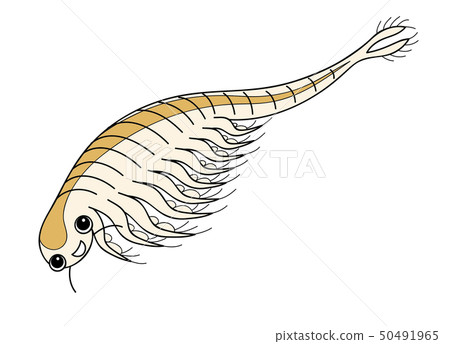 Artemia sea monkey Honen shrimp character illustration 50491965