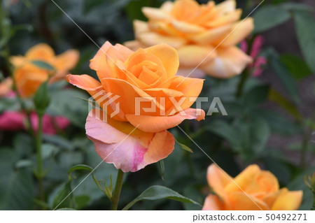 Rose of Prince rose garden which shines in the blue sky of spring 50492271