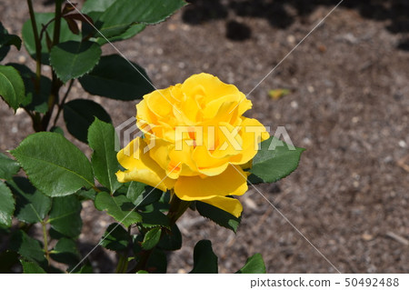 Rose of Prince rose garden which shines in the blue sky of spring Rose of Prince rose garden which shines in the blue sky of spring 50492488