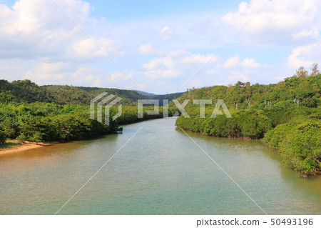 Mangrove forest Mangrove forest 50493196