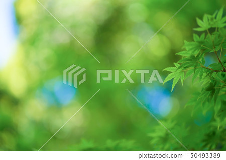 Momiji Aoba Fresh green Momiji Aoba Fresh green 50493389