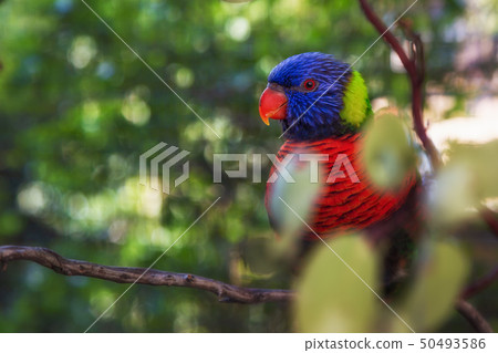 A Colorful Rainbow Lorikeet Bird in a Tree A Colorful Rainbow Lorikeet Bird in a Tree 50493586