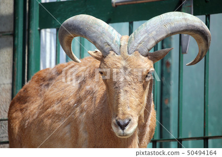 巴寶莉羊 50494164