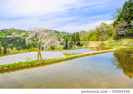 Cherry blossoms 3 Cherry blossoms 3 50494389