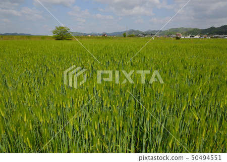 Landscape of mochi grown rice field Fukusaki-cho, Hyogo Prefecture Landscape of mochi grown rice field Fukusaki-cho, Hyogo Prefecture 50494551