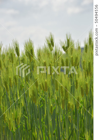 兵庫縣Mochimugi Fukuzaki-cho 兵庫縣Mochimugi Fukuzaki-cho 50494556