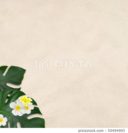 Background-Sea-Summer-Beach-Monstera-Plumeria 50494993