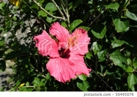 石垣島Tamadorizaki天文台的芙蓉 50495076
