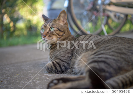 Kijitra貓在自行車存放區域 50495498