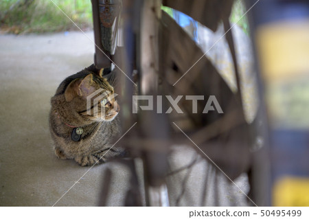 Kijitra貓在自行車存放區域 Kijitra貓在自行車存放區域 50495499