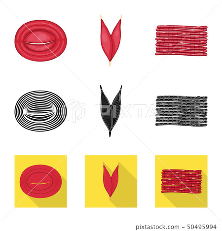 Isolated object of fiber and muscular symbol. Collection of fiber and body  stock symbol for web. 50495994