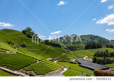 Tea fields in Kyoto Tea fields in Kyoto 50496432
