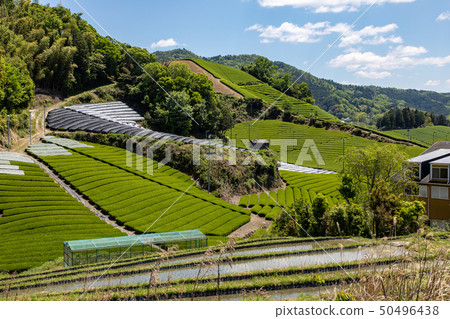Tea fields in Kyoto 50496438