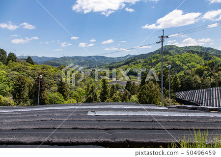 Tea fields in Kyoto 50496459