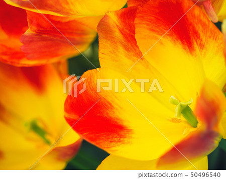 Colorful tulip field, summer flowerwith green leaf - Stock
