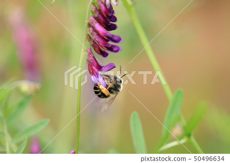The Japanese beard and the bearded dog 5 50496634