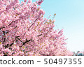 Kawazu cherry tree 50497355