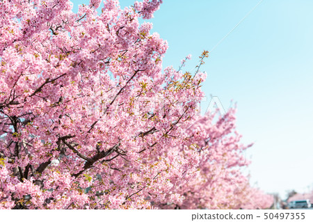 Kawazu cherry tree 50497355
