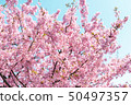 Kawazu cherry tree 50497357
