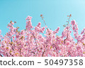 Kawazu cherry tree 50497358