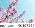 Kawazu cherry tree 50497359