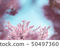 Kawazu cherry tree 50497360