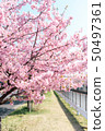 Kawazu cherry tree 50497361