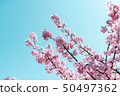 Kawazu cherry tree 50497362