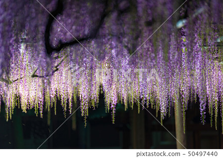 點亮紫藤花 50497440