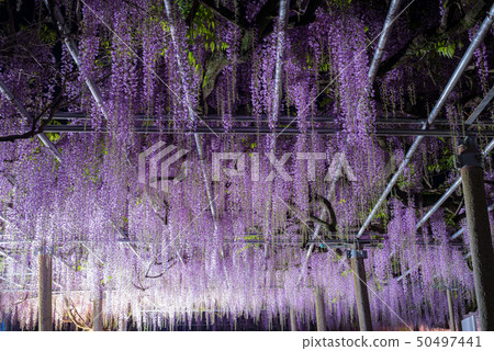 Light up the wisteria flower Light up the wisteria flower 50497441