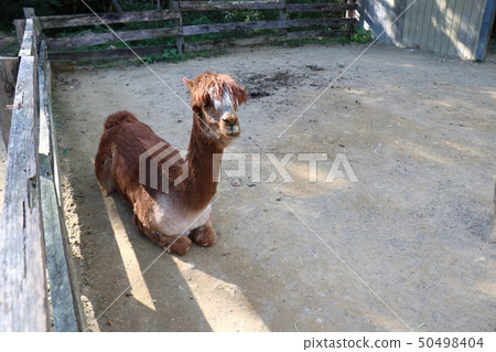 Alpaca sitting 50498404
