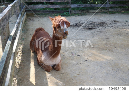Alpaca sitting 50498406