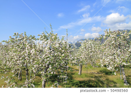 鮮花盛開 鮮花盛開 50498560