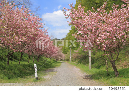 春天JNR Shinonoi線被遺棄的線 春天JNR Shinonoi線被遺棄的線 50498561