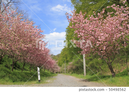 春天JNR Shinonoi線被遺棄的線 50498562