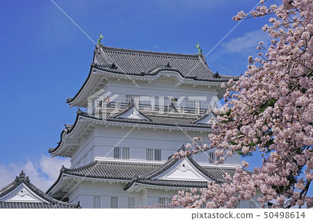 小田原城堡櫻花 50498614