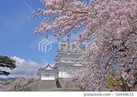 小田原城堡櫻花 50498615