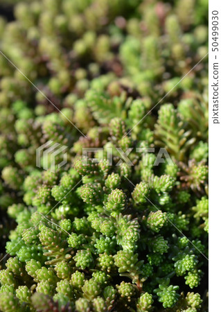 Goldmoss stonecrop Goldmoss stonecrop 50499030