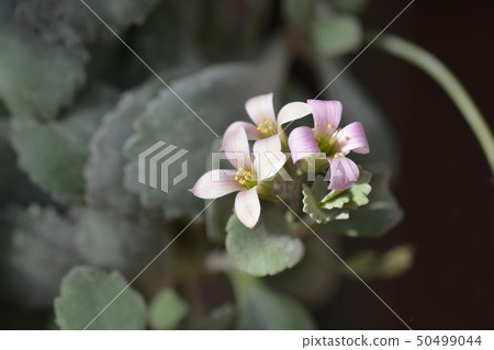Flower dust plant 50499044