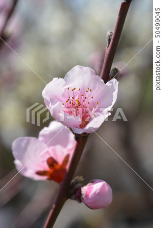 Peach tree Fayette 50499045