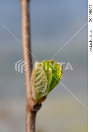 Fuzzy kiwifruit Hayward Fuzzy kiwifruit Hayward 50499048