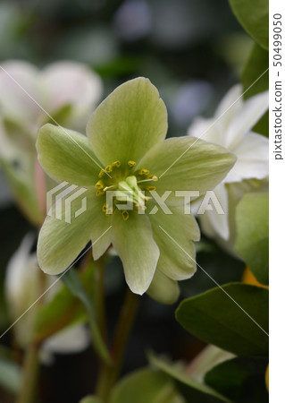 Christmas rose Christmas rose 50499050
