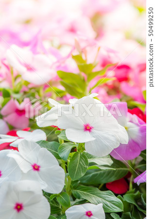 Vinca rosea flowers blossom in the garden Vinca rosea flowers blossom in the garden 50499250