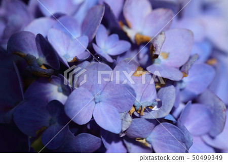 hydrangea   hydrangea   50499349